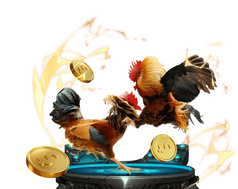 Trận đấu đá gà kịch tính tại 24kclub